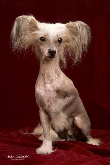 Anubis Grand Emerald