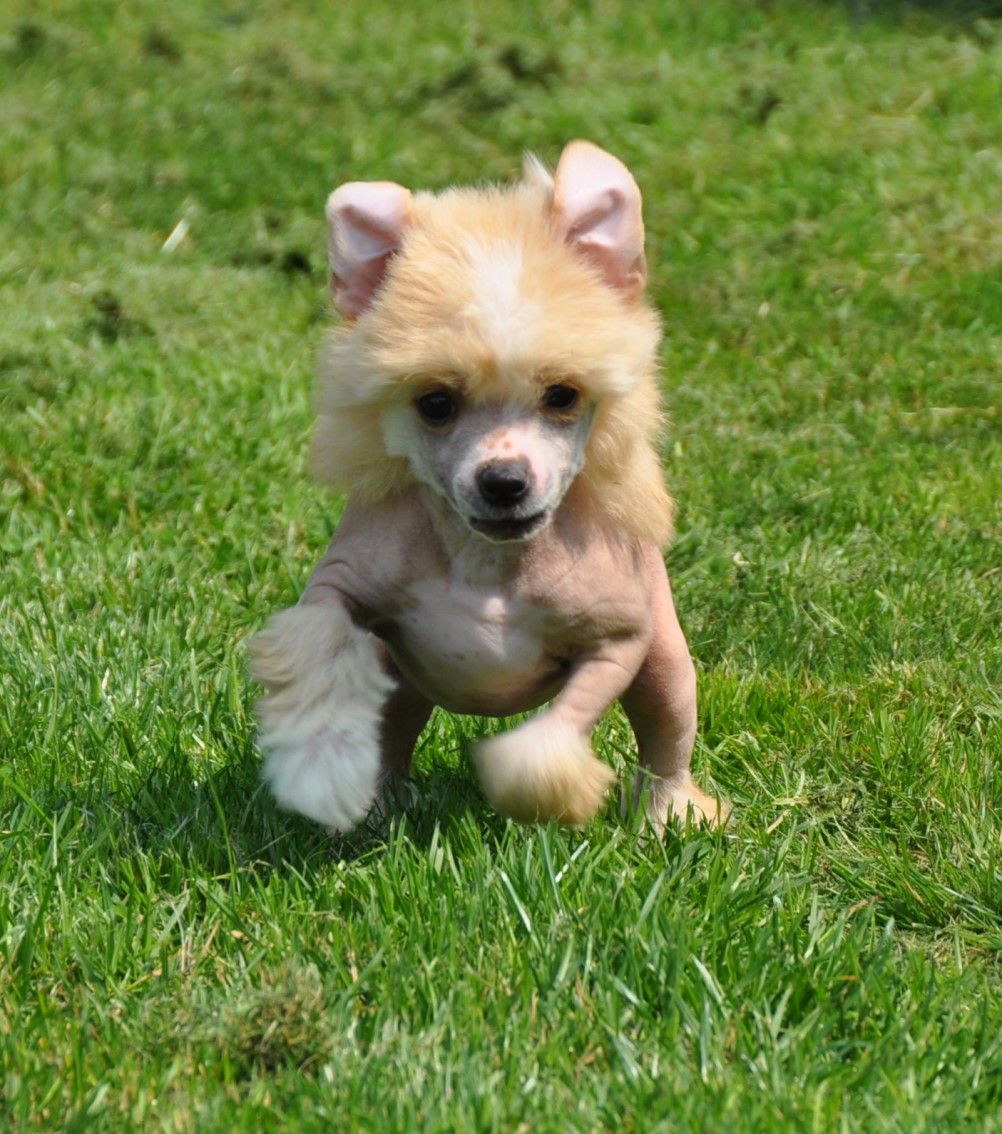 Ioukari Little Champs