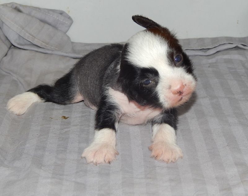 Clara Domina Mali Zmaj