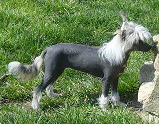 Oriental Jokes Vegas Show Girl