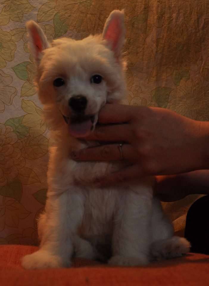 A chance to dream Nefertiti