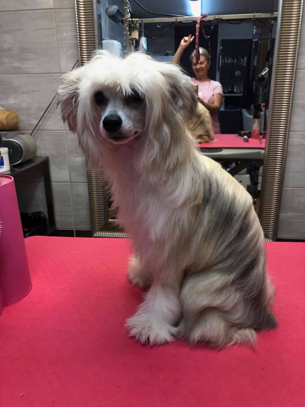 Lovely Girl Caramella's Family