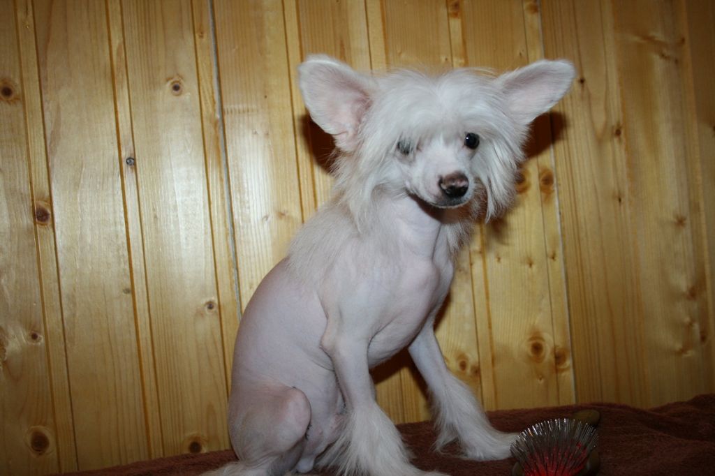 Premier Mari Rafaello