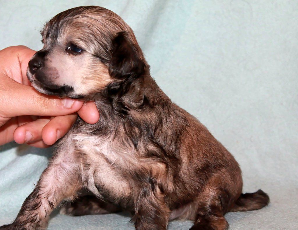 Regan Molosos Gratzi