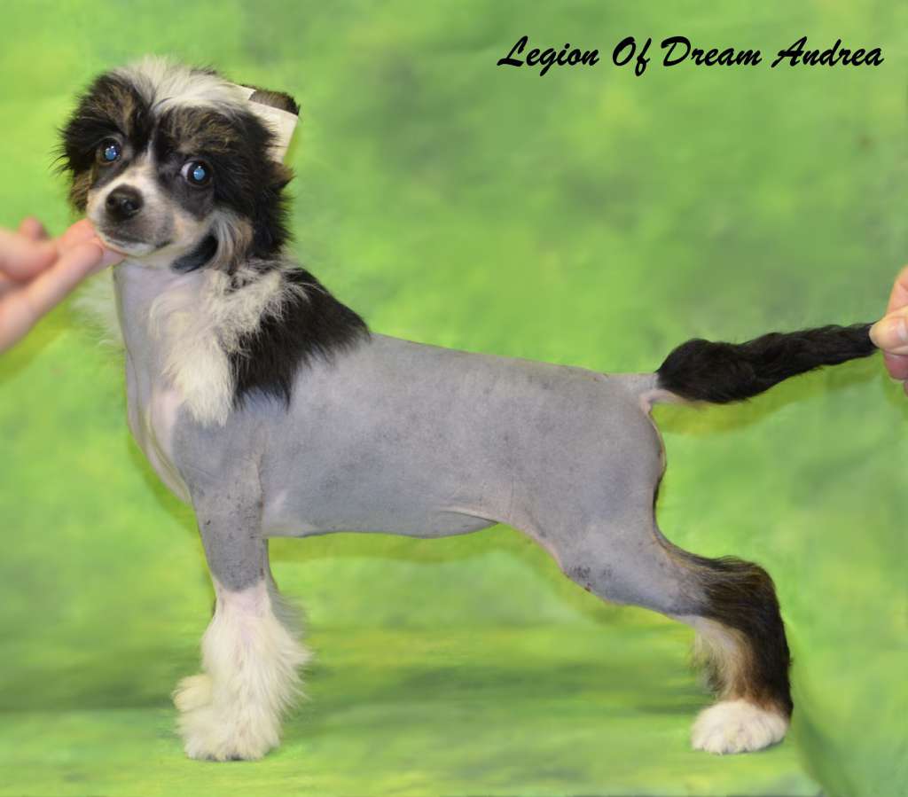 Legion Of Dream Andrea