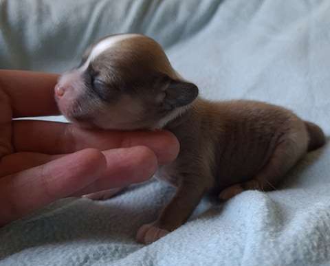 Tapi-Tapi Fuego The Unicorn