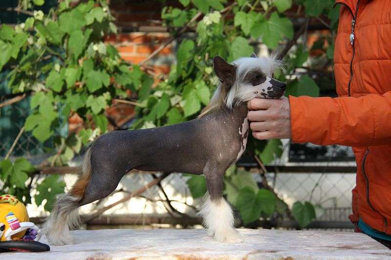 Zheneva-Debjut Fammi Godere la Vita