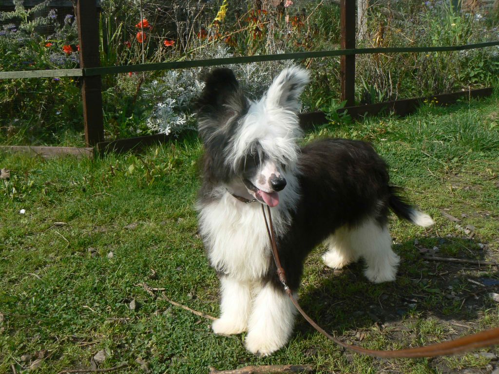 Doucai's Sexy and Straight