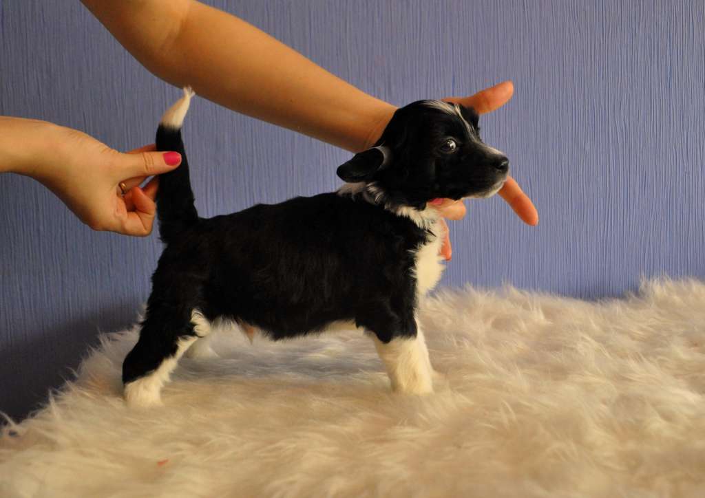 North Charming Small Teddy