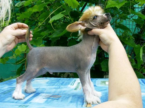 Krasnoludek z Gangu Lysych