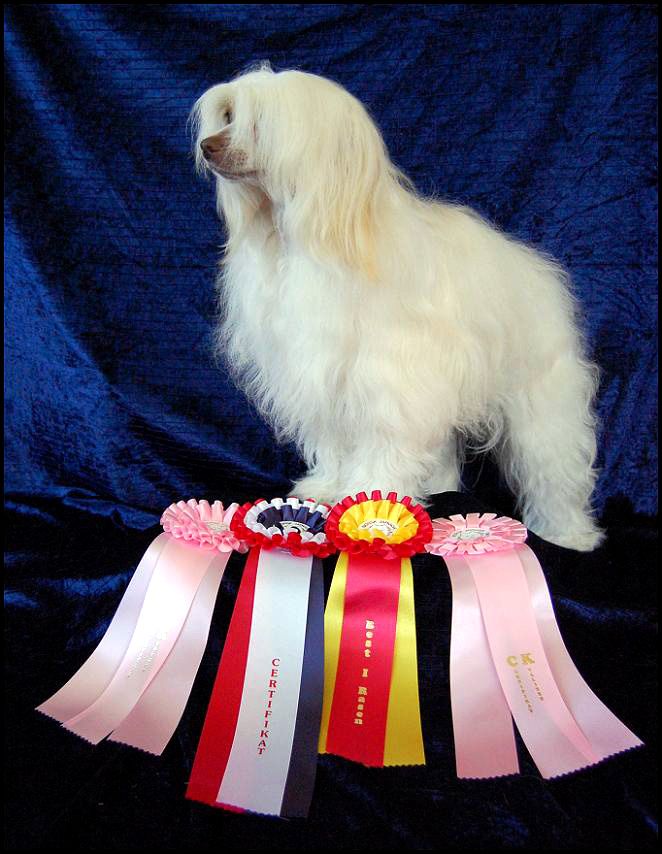 Shandor's Blazing Belle