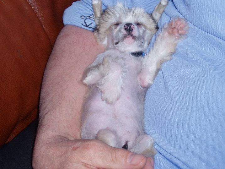 Casa Del Caboom's Duchess Donna