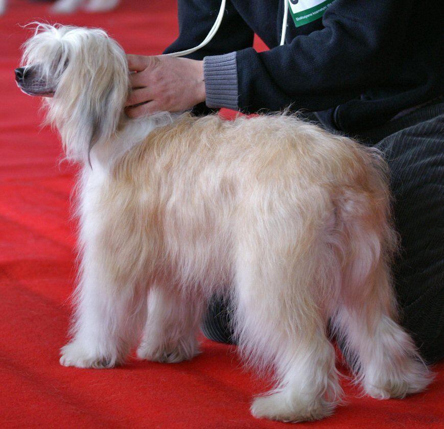 Balbinka Z Gangu Lysych