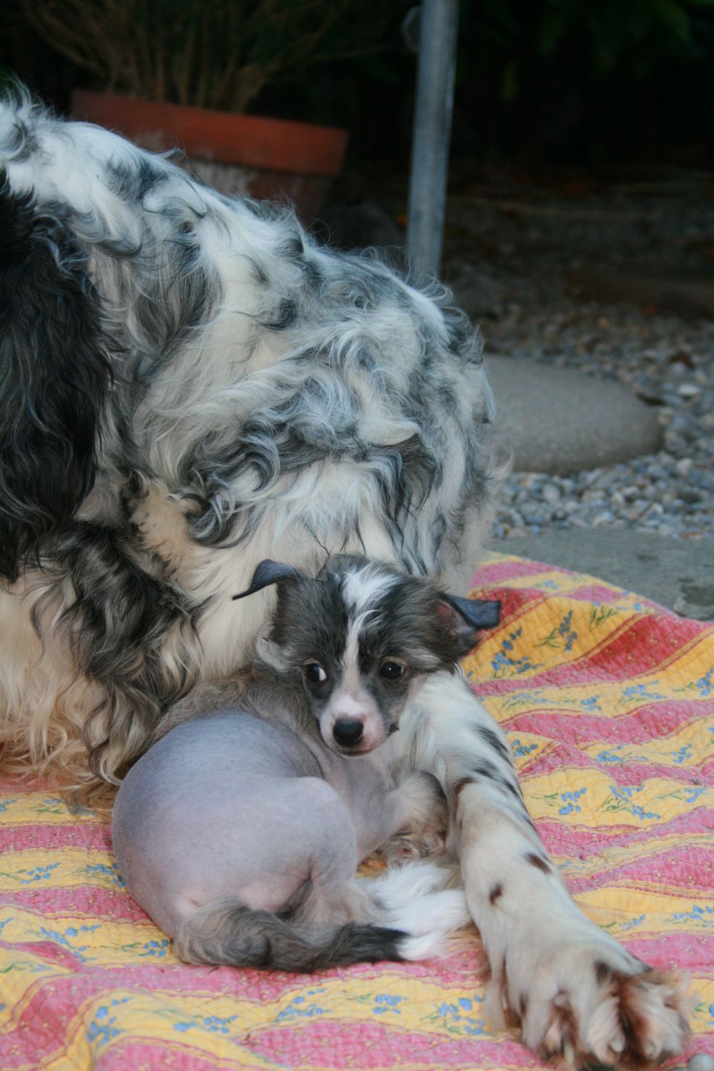 Rosa-Lee Fantasy Island