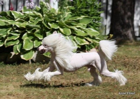 Apressi Star Decoroso