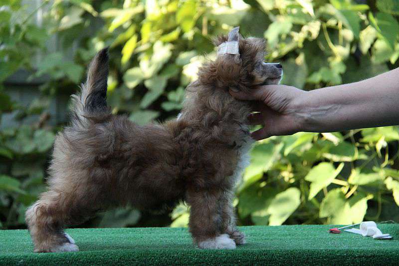 Zheneva-Debjut Prima