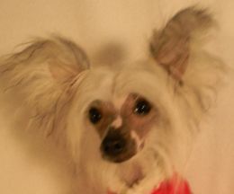 Breeze Miss Diva Pandora