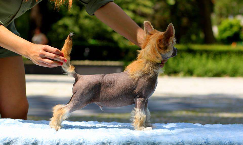 Doslownie Jak Kiss Pretensja