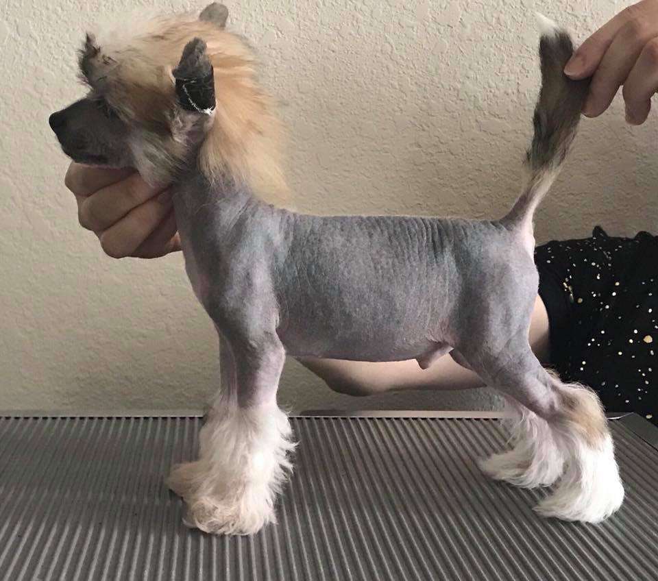 Gracieux-Pahlavi Whirlybird