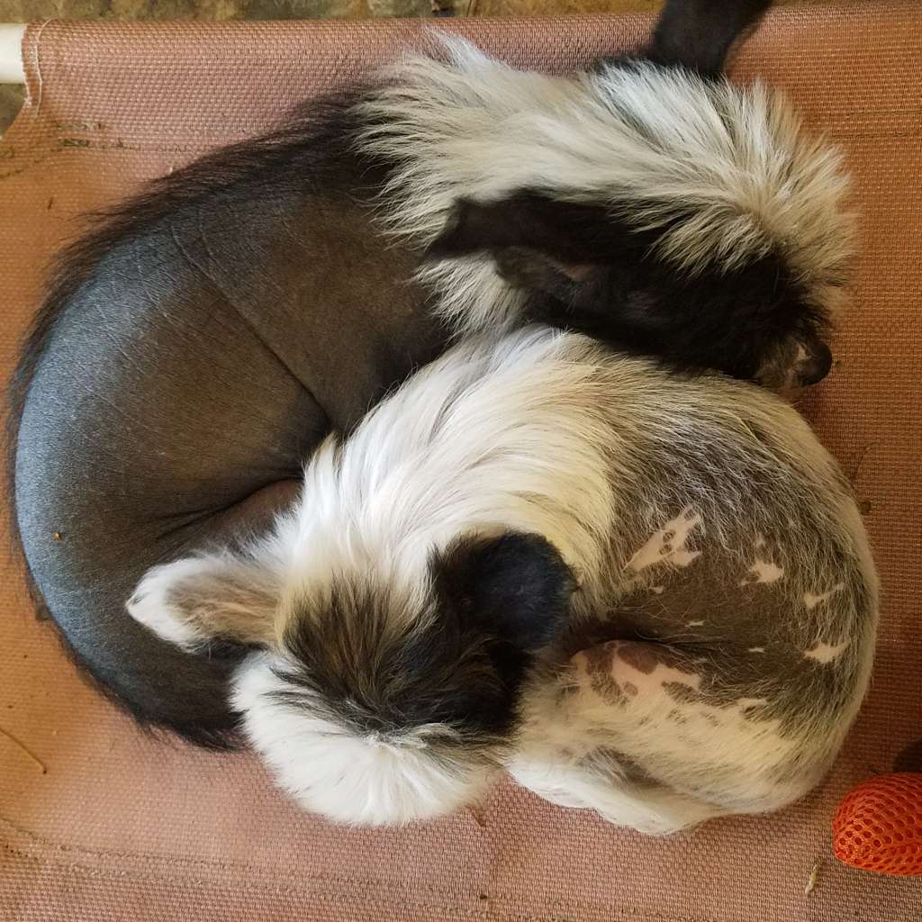 Altacrest's Malted Milkshake