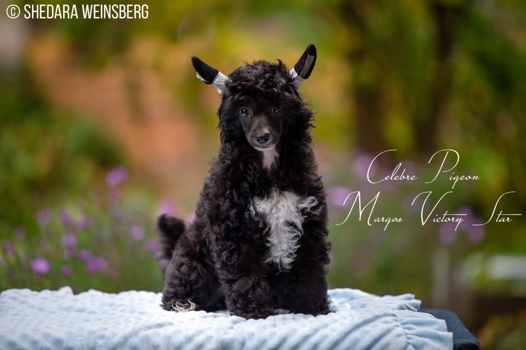 Celebre Pigeon Margos Victory Star