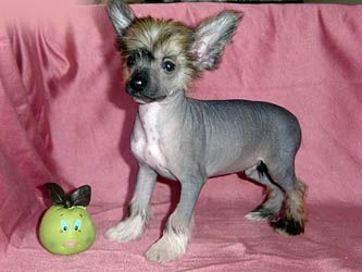 Oriental Jokes Variety Show