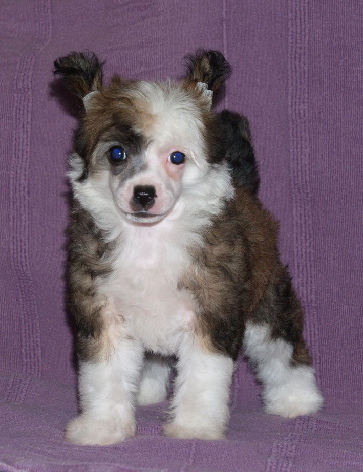 Badcash Candra Chinese Girl 