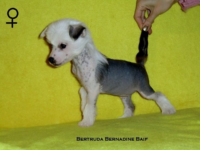 Bertruda Bernadine Baif