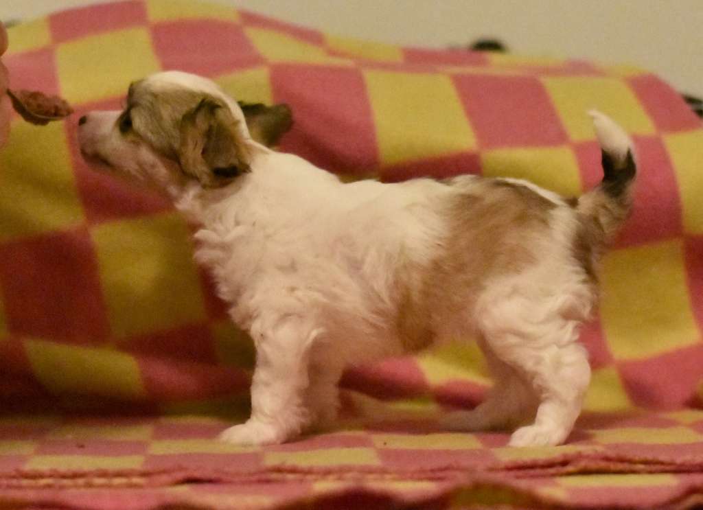 Tapi-Tapi Almond Joy