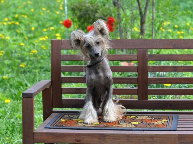 Tajny Agent Next Germanika