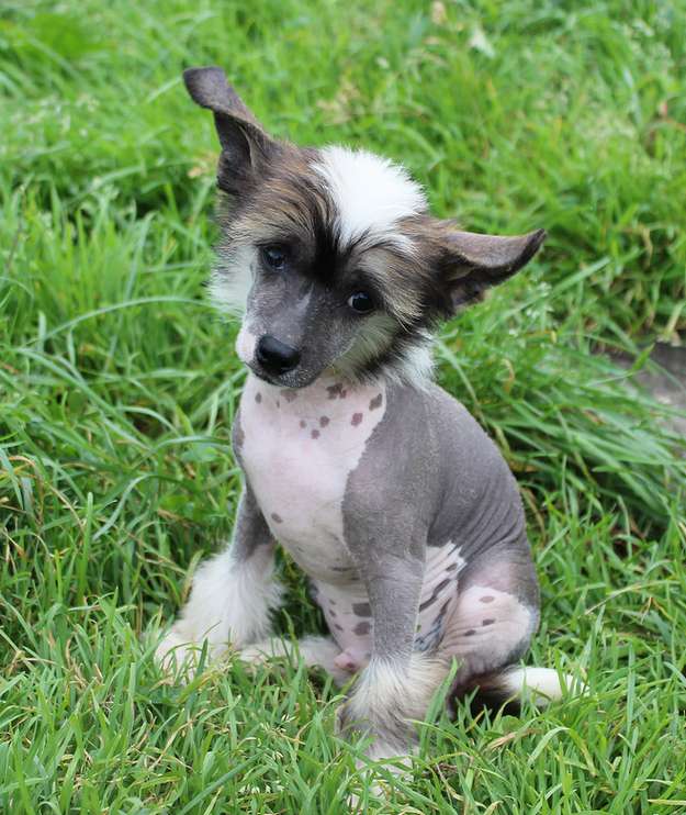 Angel O' Check Giacint