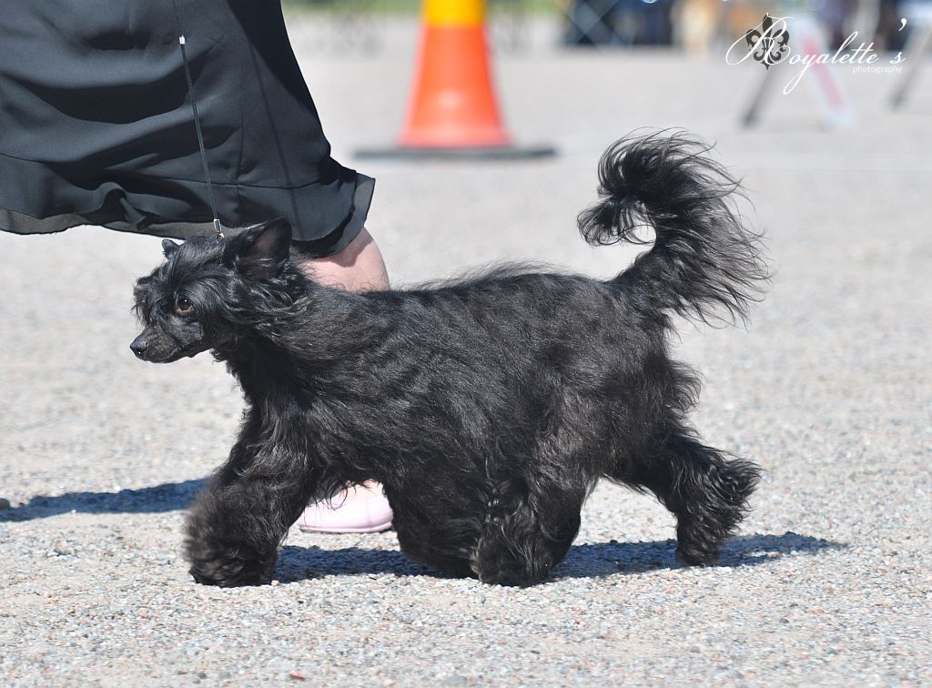 Kiikunkaakun Napsahtiko Leukaan