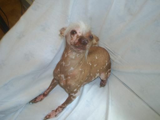 Tournais Judge and the Jury