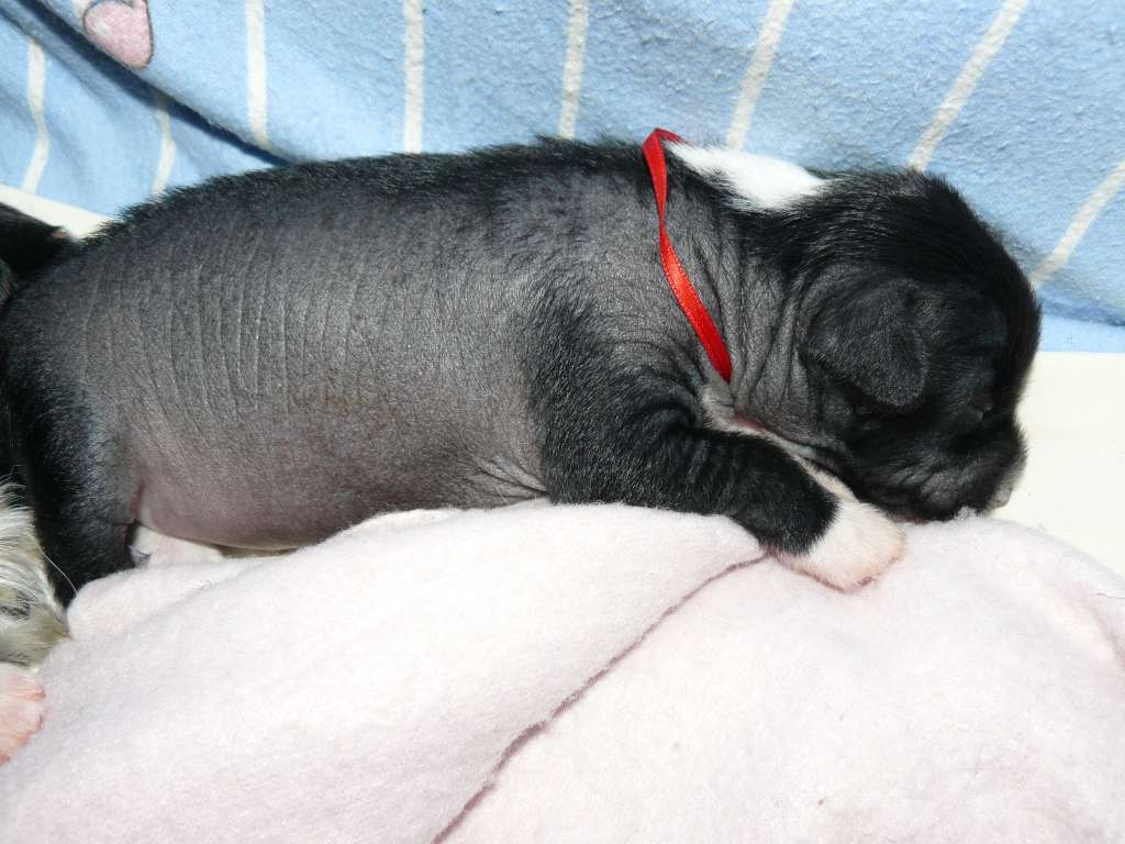 Farida Afra Fantaluna