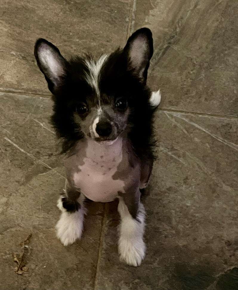 Show Galaktika Tessla