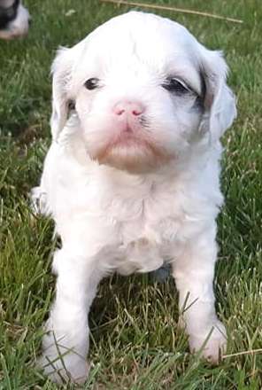 Aqua Lion's Ve Lava's 1.