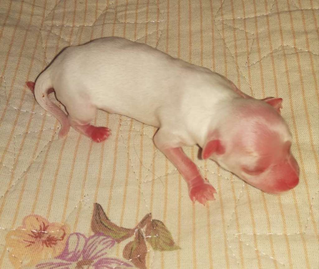 Family Mar'S Jemchujina Angeliki