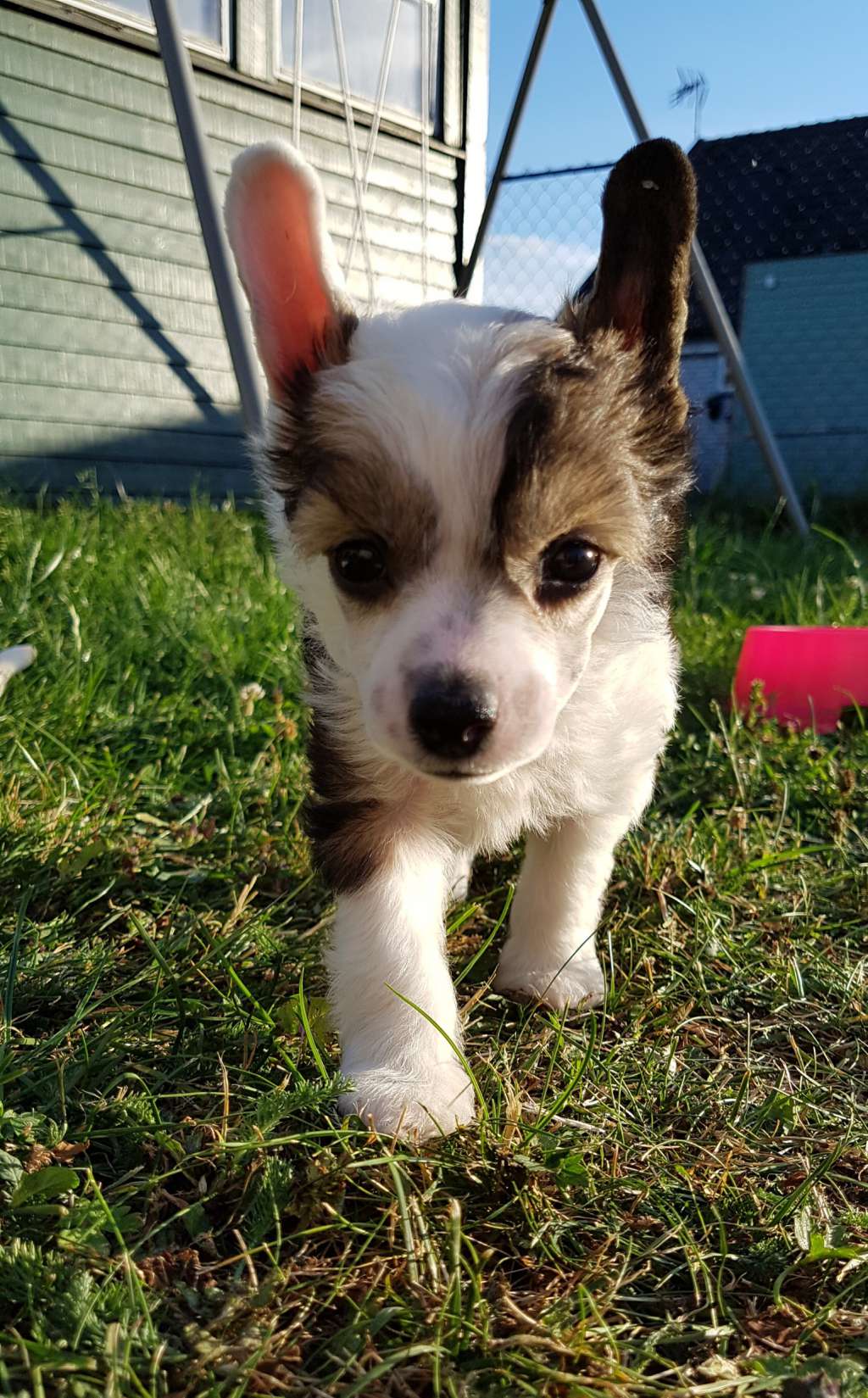 Myrtans After Me You Come First