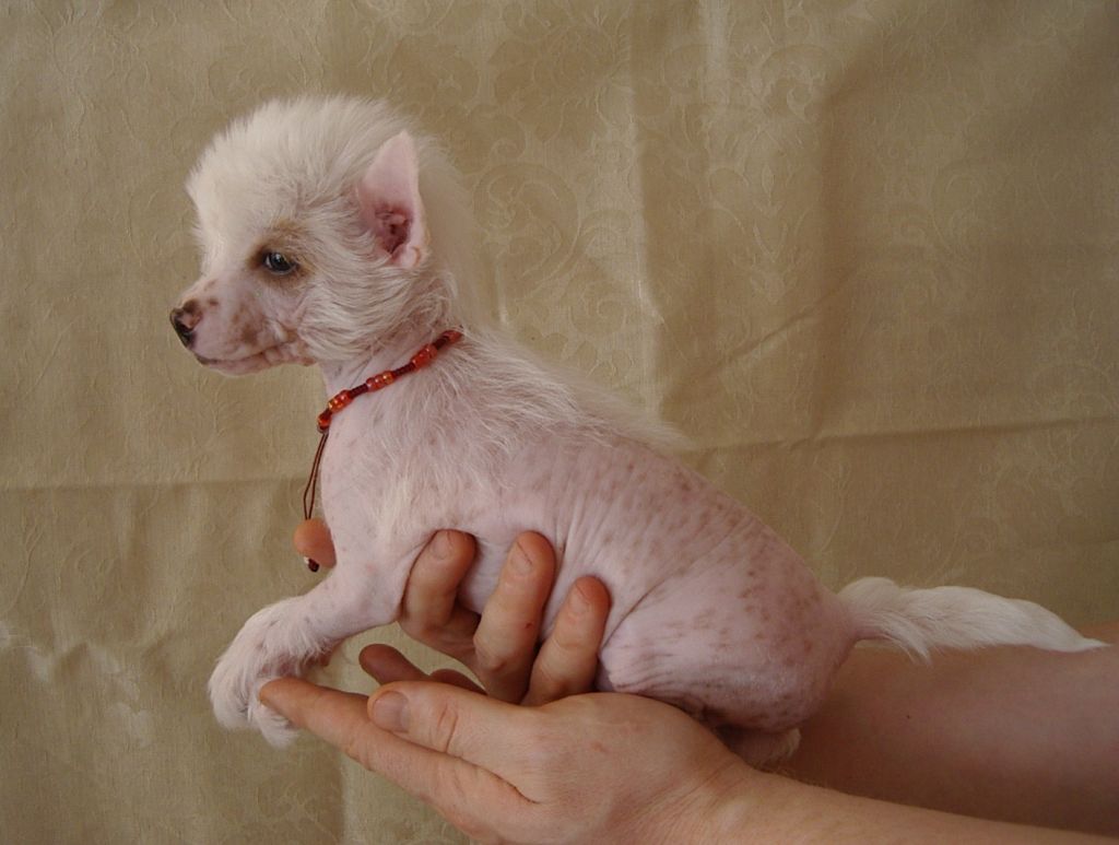 Nika Stars White Pegas