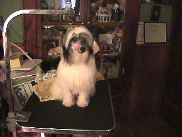 Blue Star's Flash Gordon