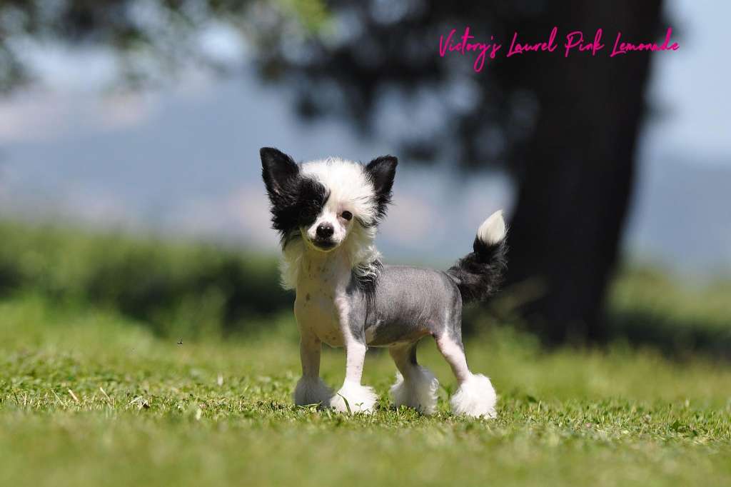 Victory?s Laurel Pink Lemonade