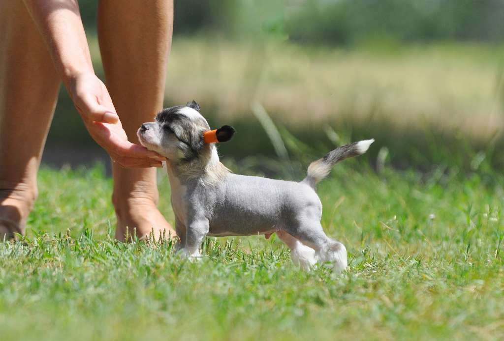 Victory's Laurel So The Story Goes