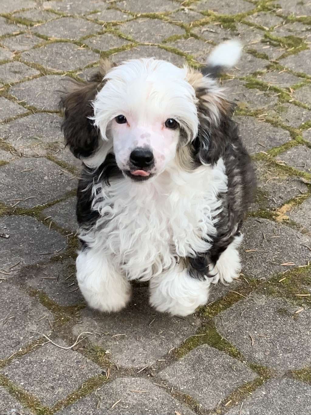 AkDeniz Dream Keeper