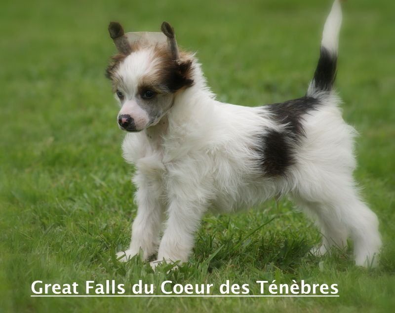 Great Falls du Coeur des Ténèbres