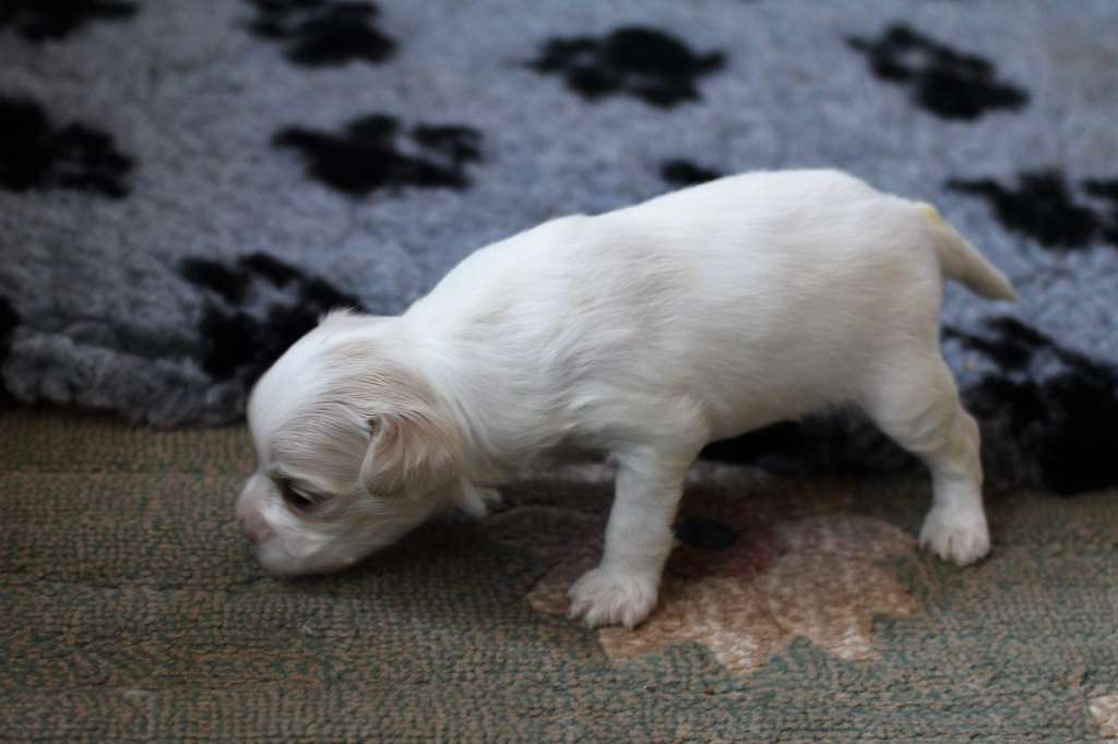 Starsky Suomen Sulotar