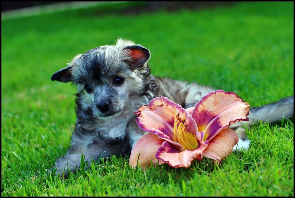 Jelgava Honey Meadow Magma