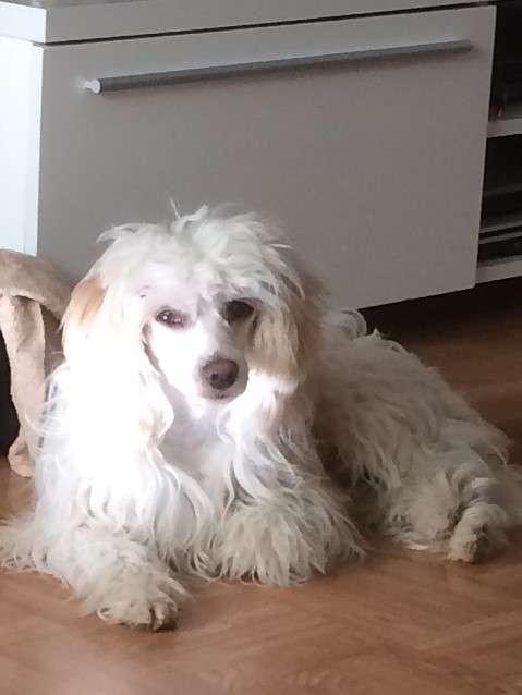 Drömtorpet's Avicii hard as Onyx