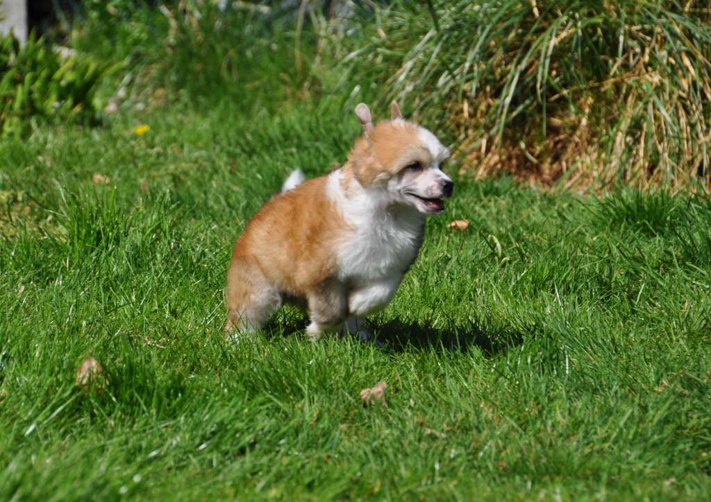 Lanvin Little Champs