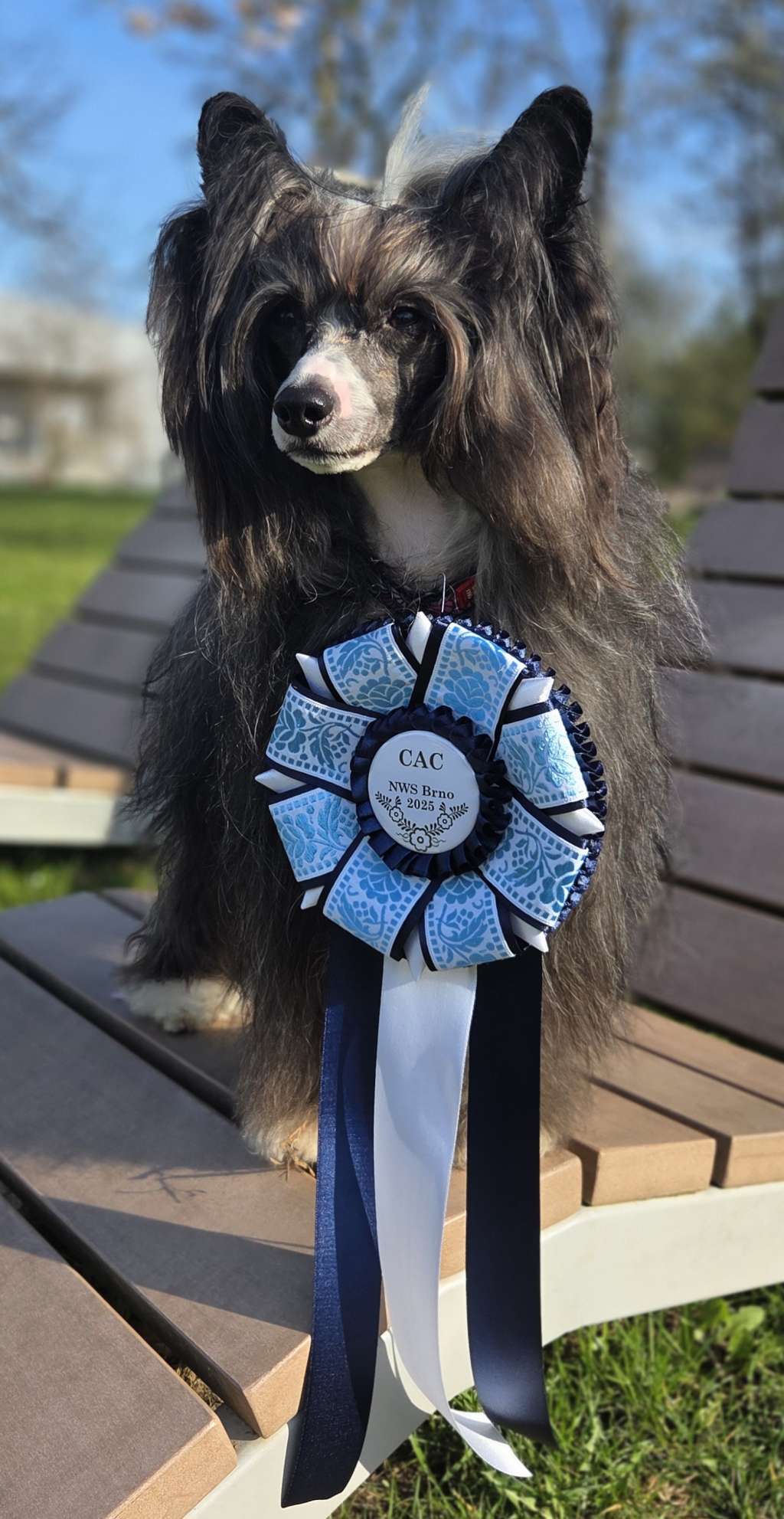 Grand CH,CH. Pepe Garden Roses