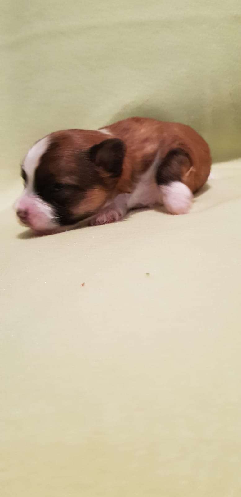 Heartking's Berthold